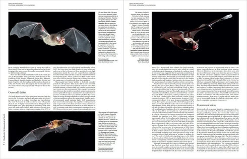 Handbook of the Mammals of the World no 9 Bats - (Lynx) 2019