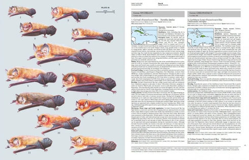 Handbook of the Mammals of the World no 9 Bats - (Lynx) 2019