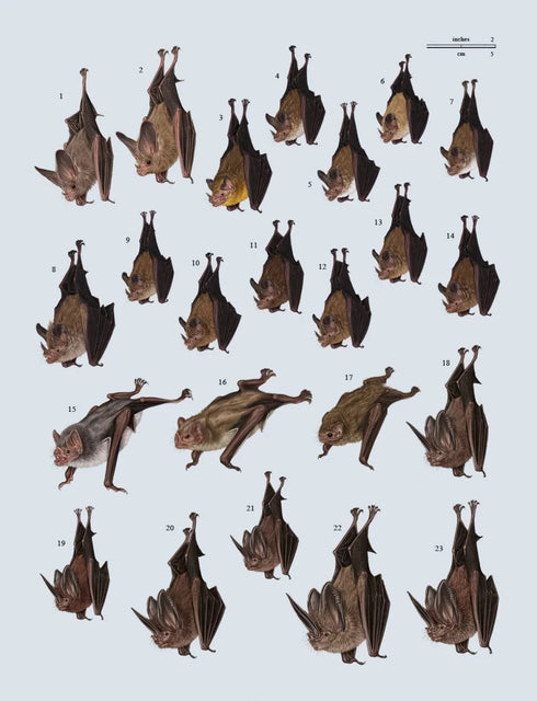 Handbook of the Mammals of the World no 9 Bats - (Lynx) 2019