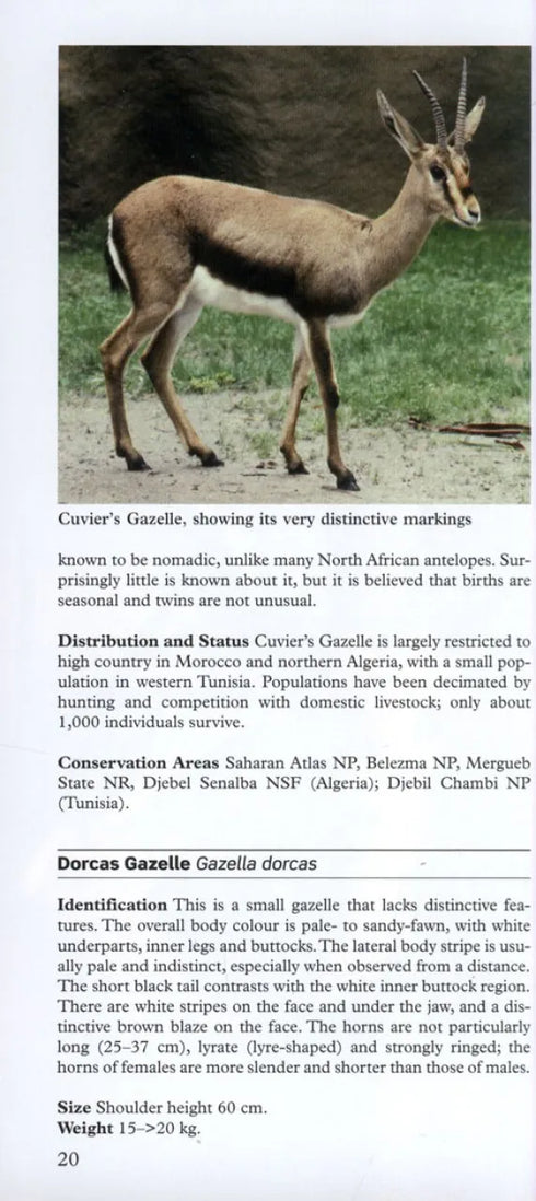 A Photographic Guide to Mammals of North Africa and the Middle East - Stuart,C. 2008