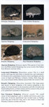 A Photographic Guide to Mammals of North Africa and the Middle East - Stuart,C. 2008