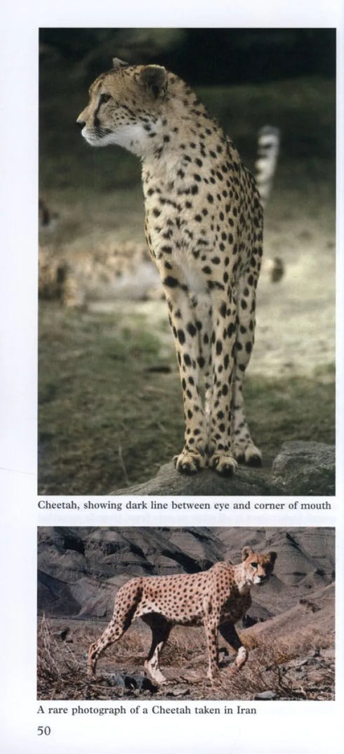 A Photographic Guide to Mammals of North Africa and the Middle East - Stuart,C. 2008