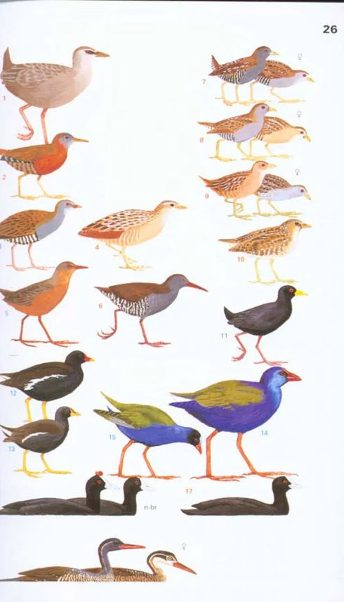 Collins Field Guide Birds of Eastern Africa - Per van Perlo 2009