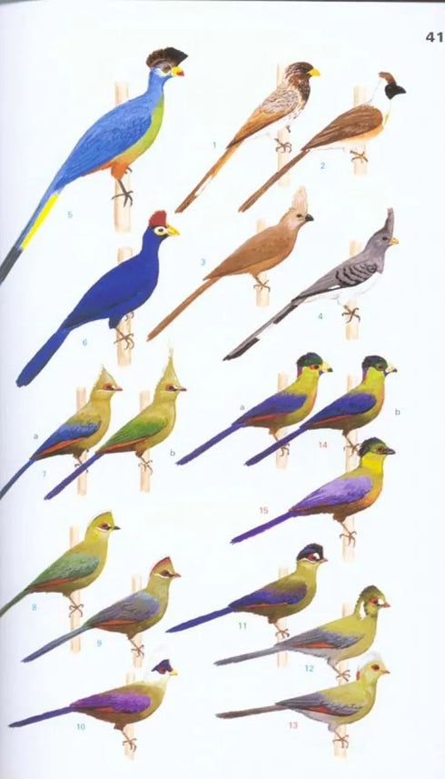 Collins Field Guide Birds of Eastern Africa - Per van Perlo 2009