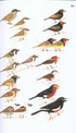Collins Field Guide Birds of Eastern Africa - Per van Perlo 2009