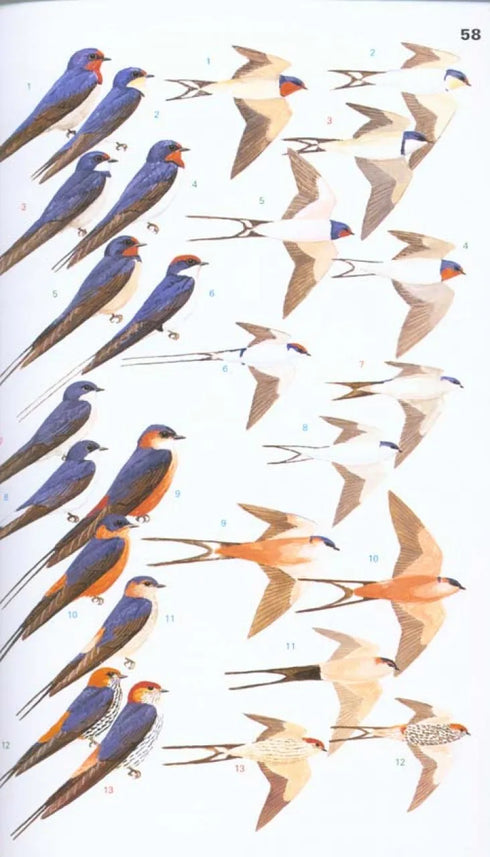 Collins Field Guide Birds of Eastern Africa - Per van Perlo 2009