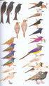 Collins Field Guide Birds of Eastern Africa - Per van Perlo 2009