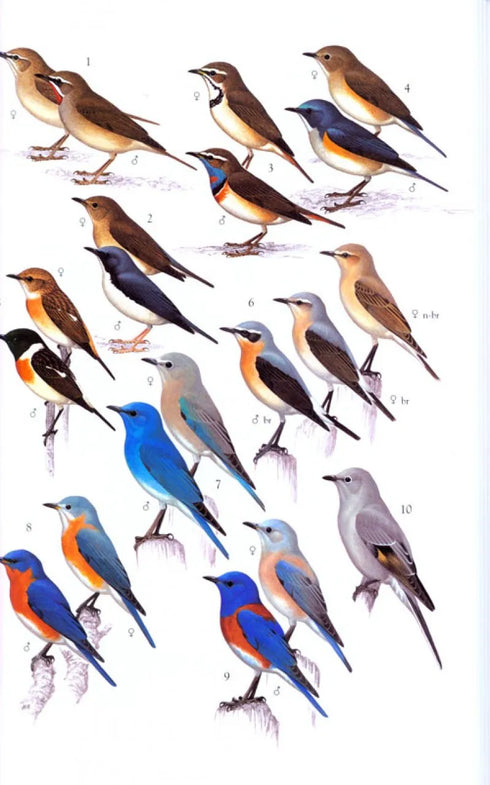 Collins Field Guide: Birds of North America - Arlott,N. 2016