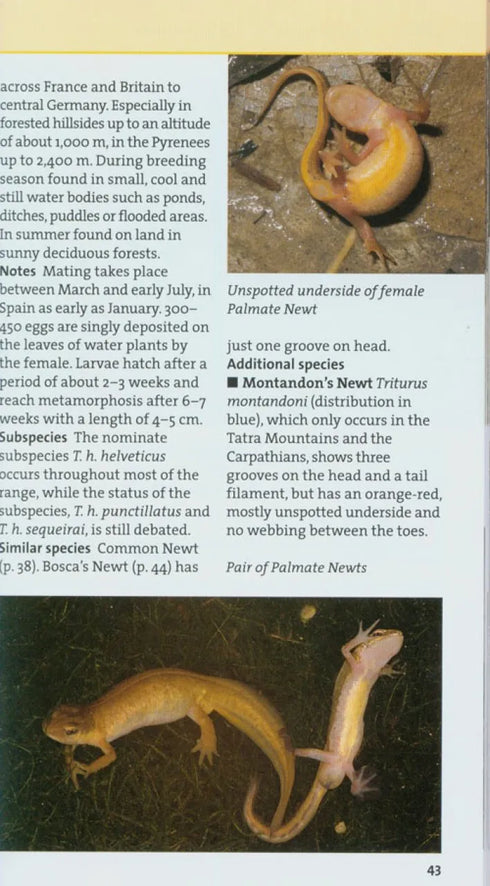 New Holland European Reptile and Amphibian Guide - Axel Kwet 2009