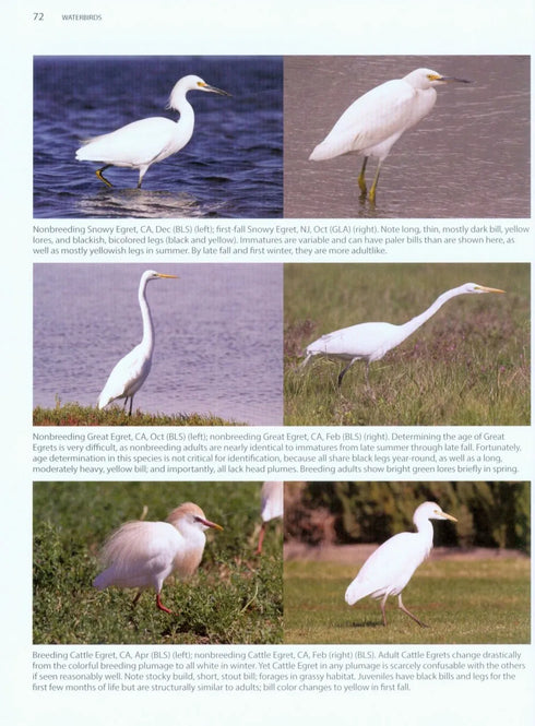 Better Birding - Tips, Tools & Concepts for the field (Armistead)