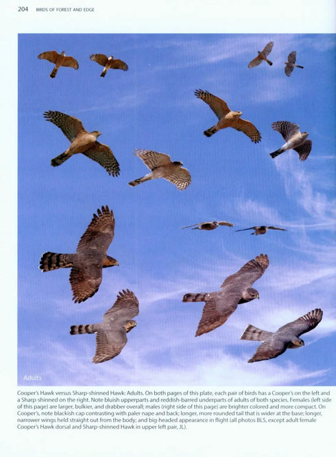 Better Birding - Tips, Tools & Concepts for the field (Armistead)