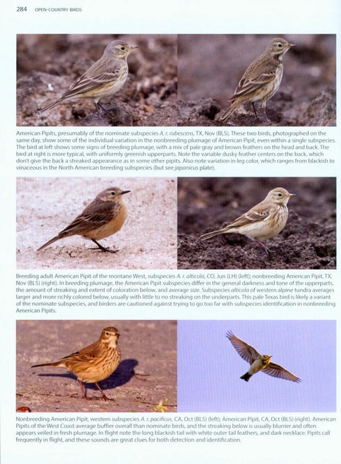 Better Birding - Tips, Tools & Concepts for the field (Armistead)