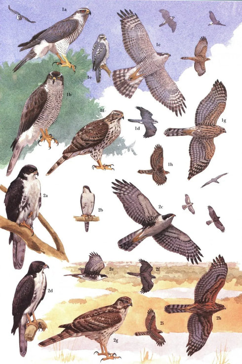 African Raptors - Clark 2018