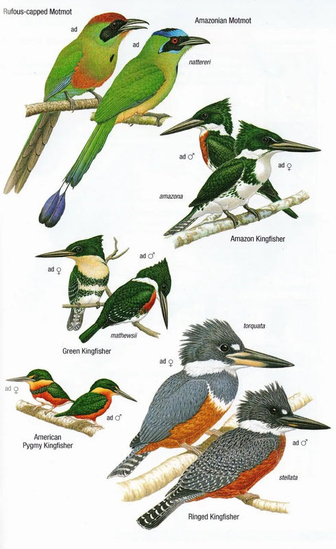 Birds of Argentina and South-west Atlantic - Pearman, M. 2020