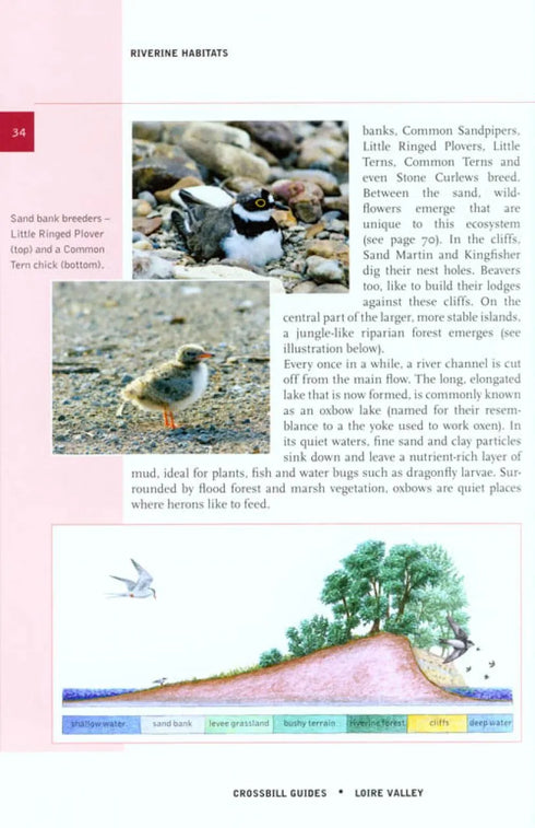 Crossbill Guide: Loire Valley - Loire, Brenne and Sologne - 2011