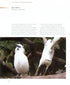 Atlas of Rare Birds (Couzens)