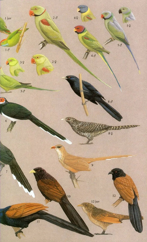 Field Guide to the Birds of Sri Lanka, Second edition - Harrison, J. 2011