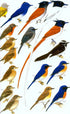 Field Guide to the Birds of Sri Lanka, Second edition - Harrison, J. 2011
