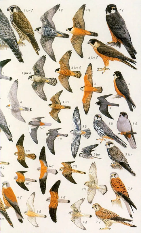 Field Guide to the Birds of Sri Lanka, Second edition - Harrison, J. 2011