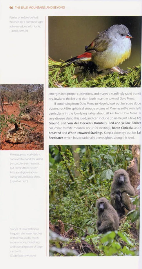 Where to Watch Birds in Ethiopia, - Gabremichael,M. & Spottiswoode,J.F.C. 2010