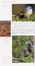 Where to Watch Birds in Ethiopia, - Gabremichael,M. & Spottiswoode,J.F.C. 2010