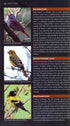 Where to Watch Birds in Ethiopia, - Gabremichael,M. & Spottiswoode,J.F.C. 2010