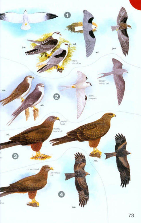 Birds of Africa south of the Sahara - Sinclair & Ryan 2010 2nd ed