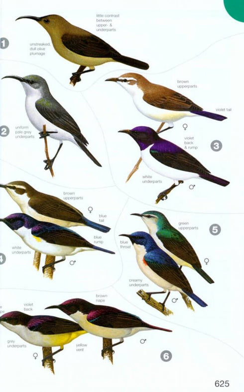 Birds of Africa south of the Sahara - Sinclair & Ryan 2010 2nd ed