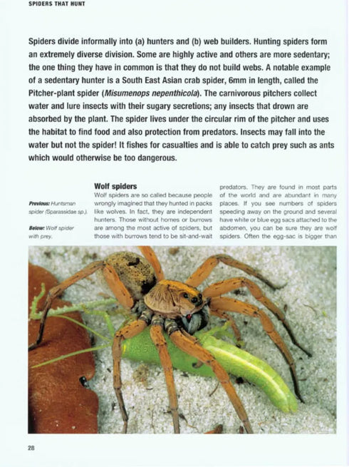 The Private Life of Spiders, Hillyard (2011)