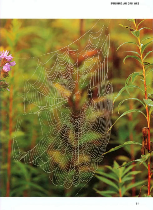 The Private Life of Spiders, Hillyard (2011)