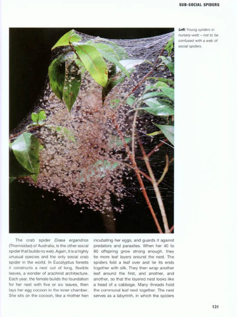 The Private Life of Spiders, Hillyard (2011)