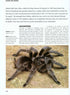 The Private Life of Spiders, Hillyard (2011)