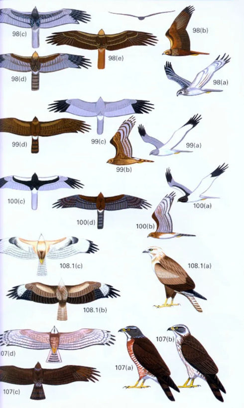 A Field Guide to the Birds of Peninsular Malaysia and Singapore. Second edition ,Jeyarajasingam 2012