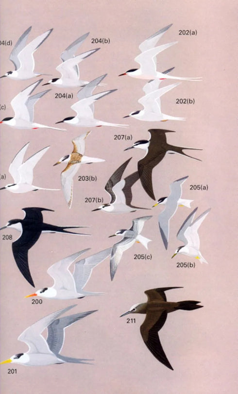 A Field Guide to the Birds of Peninsular Malaysia and Singapore. Second edition ,Jeyarajasingam 2012