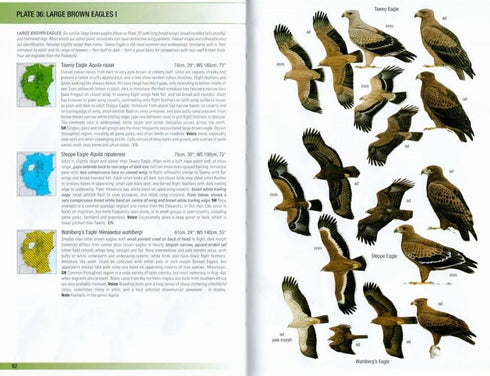 Birds of East Africa: Kenya, Tanzania, Uganda, Rwanda, Burundi - Stevensson, T. & Fanshawe, J. 2023