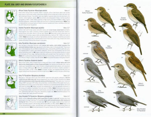 Birds of East Africa: Kenya, Tanzania, Uganda, Rwanda, Burundi - Stevensson, T. & Fanshawe, J. 2023