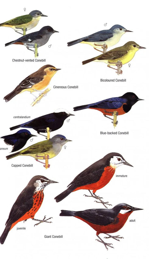 Birds of Ecuador - Freile, J. ja Restall, R. 2018