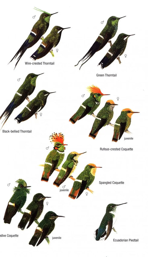 Birds of Ecuador - Freile, J. ja Restall, R. 2018
