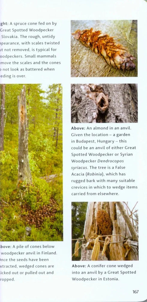 Bloomsbury Pocket Guide to Tracks & Signs - Gorman, G. 2014