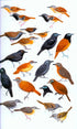 Collins Field Guide Birds South America, Passerines (Perlo, v. B. 2019)
