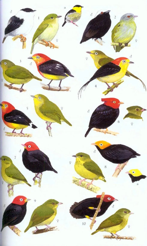 Collins Field Guide Birds South America, Passerines (Perlo, v. B. 2019)