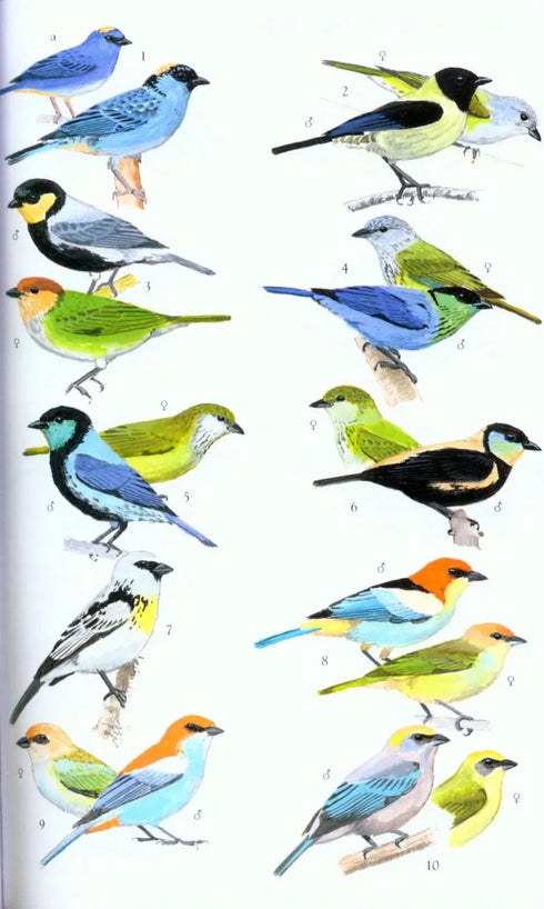 Collins Field Guide Birds South America, Passerines (Perlo, v. B. 2019)