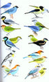 Collins Field Guide Birds South America, Passerines (Perlo, v. B. 2019)