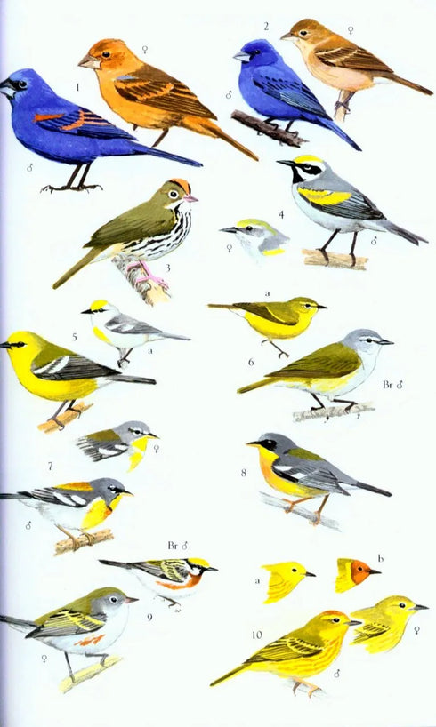 Collins Field Guide Birds South America, Passerines (Perlo, v. B. 2019)