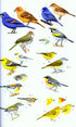 Collins Field Guide Birds South America, Passerines (Perlo, v. B. 2019)