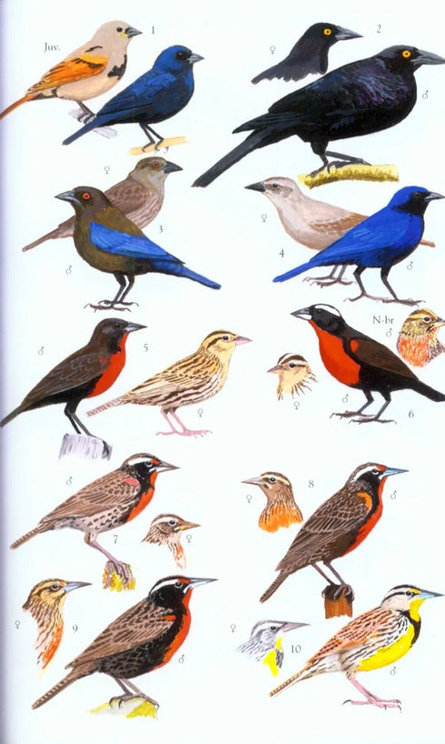 Collins Field Guide Birds South America, Passerines (Perlo, v. B. 2019)