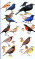 Collins Field Guide Birds South America, Passerines (Perlo, v. B. 2019)
