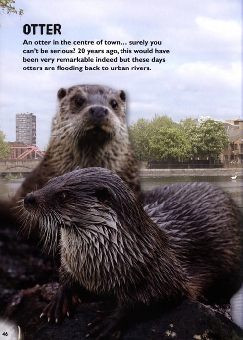 Wild town - Wildlife on your doorstep (Dilger)
