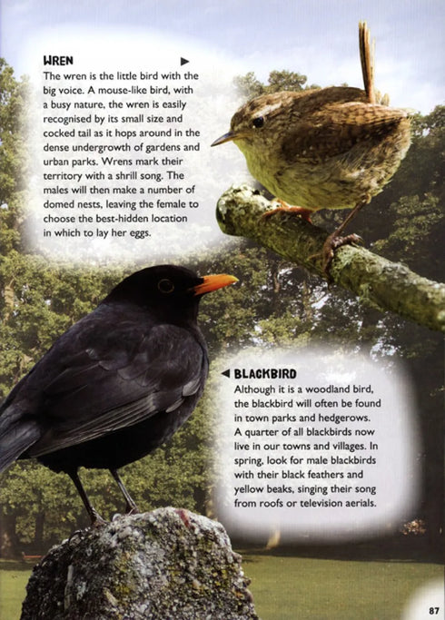 Wild town - Wildlife on your doorstep (Dilger)