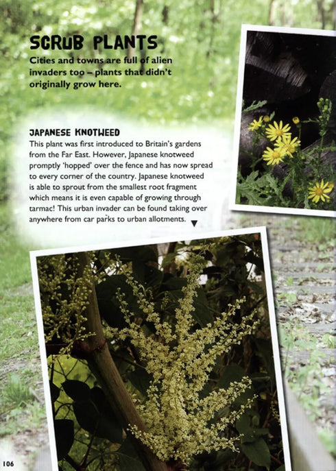 Wild town - Wildlife on your doorstep (Dilger)